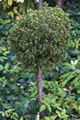 Picea abies Cisar IMG_6200 Świerk pospolity
